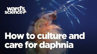 Caring and Culturing for Daphnia [upl. by Irahk]