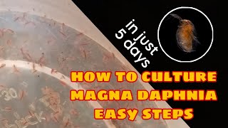 How to Culture Magna Daphnia Easily [upl. by Leonora]