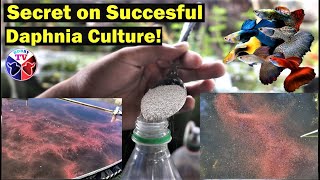 How to Culture Daphnia Successfully [upl. by Bronk]