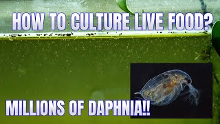 How to Culture Daphnia Secret Method to Breed MILLIONS  Simply Aquatic [upl. by Sibeal]