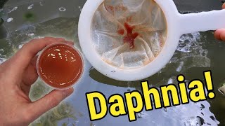 How I Culture Daphnia In Outdoor Tubs [upl. by Teemus]