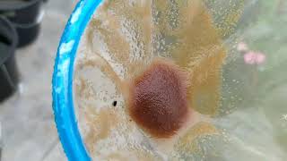 How to culture daphnia moina in a small container Part 1 English Subtitle [upl. by Airliah]