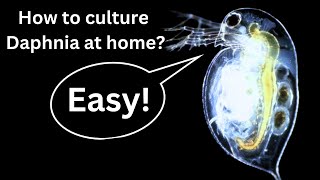 BEST Live Fish Food Beginner guide How to Culture Daphnia at home [upl. by Kragh]