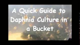 How to culture daphnia outside [upl. by Assirroc960]