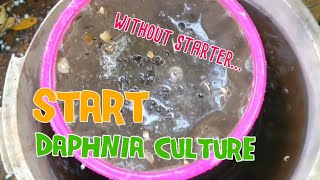 How to culture daphnia moina the easy way 1  Starting the Daphnia culture [upl. by Enirehs147]