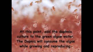 Daphnia  How to grow daphnia in your home [upl. by Eivol321]