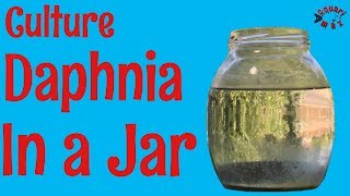 How to Culture Daphnia in a Jar [upl. by Emilee103]