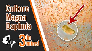 How to culture DAPHNIA MAGNA  The easy way [upl. by Bensen741]