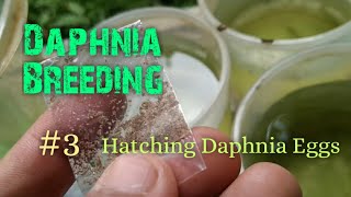 Daphnia Culture made simple and easy 3  Hatching Daphnia eggs [upl. by Draner]