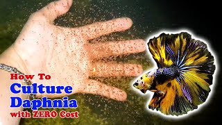 How to Culture Daphnia with ZERO Cost  Unlimited Live Food For Our Fish [upl. by Newby332]