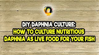 DIY Daphnia Culture How to Culture Nutritious Daphnia as Live Food for Your Fish [upl. by Rothwell]