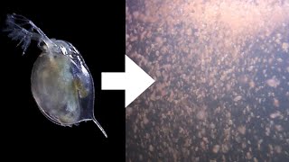 How I Culture Daphnia [upl. by Hsetim]