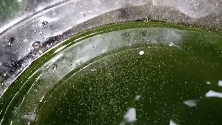 DAPHNIA MOINA CULTURE IN A SMALL BUCKET [upl. by Hallerson]