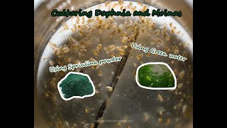 How To Culture Daphnia and Moinas using Green Water Spirulina powder [upl. by Leong543]