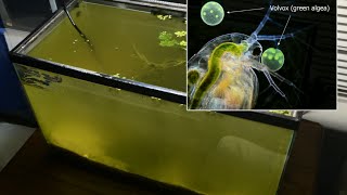 Raising Daphnia for the Freshwater Aquarium [upl. by Ru968]