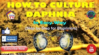 HOW TO CULTURE DAPHNIA In Easy Way [upl. by Lincoln]